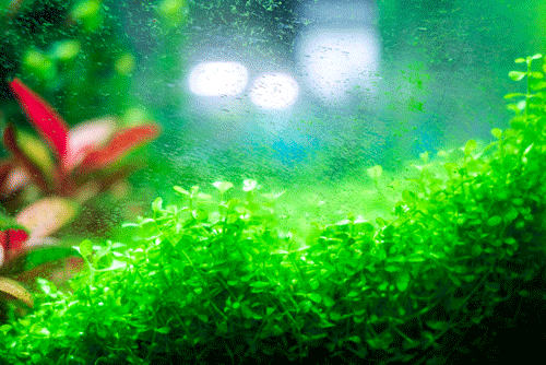 How To Grow Algae in Tanks – Our In-Depth, Helpful Guide
