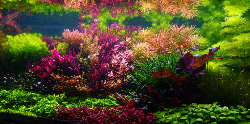 Is RO Water Better for Aquarium Plants? Exploring the Benefits and